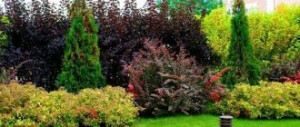 Decorative trees and shrubs