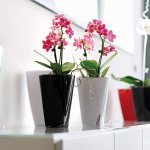 Photo No. 2: Flower pots in the interior: 15 stylish ideas from ReRooms