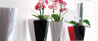 Photo No. 2: Flower pots in the interior: 15 stylish ideas from ReRooms