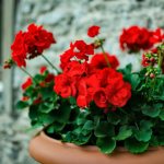 What does geranium look like?