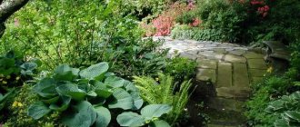 Hostas are quite popular plants that can often be found in the garden.