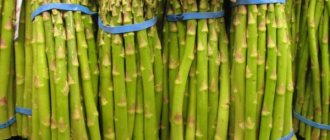Indoor and garden types of asparagus with photos and names