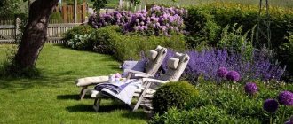 Lavender in landscape design - arranging a flower bed at the dacha