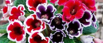 Sinningia speciosa / Синнингия красивая. Цветущие комнатные растения. Описание и названия.