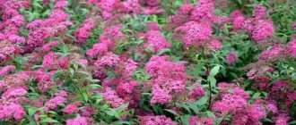 Japanese spirea. Photo and description of the shrub, planting, care, reproduction 