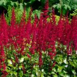 Temperature - Caring for astilbe